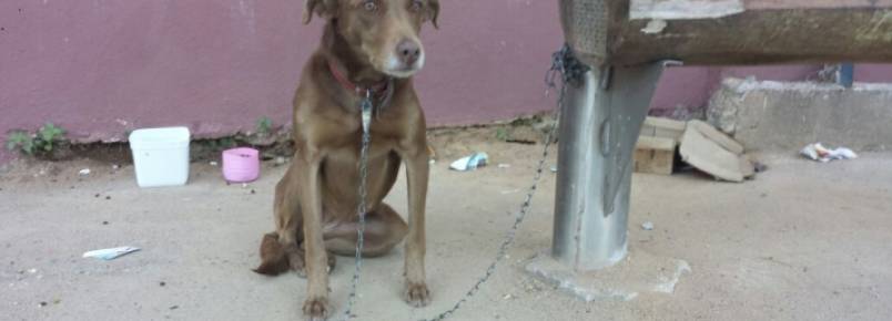 Cadela é acorrentada e abandonada em ponto de ônibus de Timóteo